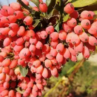 پیش فروش نهال زرشک|خدمات باغبانی و درختکاری|تهران, آبشار تهران (دریاچه)|دیوار