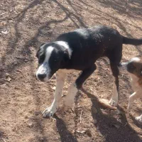 توله سگ ۷ماهه|سگ|بجنورد, |دیوار