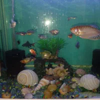 آکواریوم|ماهی|بندر انزلی, ژاندارمری|دیوار