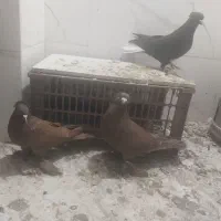 کبوتر رواعب تعویض با ماده|پرنده|قم, شاه سید علی|دیوار