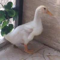 اوردک ۵ هفته‌ایی