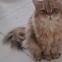 جفت‌گیری گربه های ماده