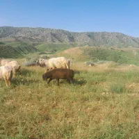 بره چاق وشیری