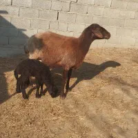 گوسفند|حیوانات مزرعه|سیمین شهر, |دیوار