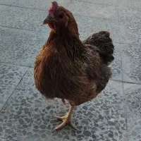 مرغ محلی|حیوانات مزرعه|دهلران, |دیوار