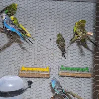 مرغ عشق انگلیسی مولد به شرط|پرنده|گرگان, |دیوار