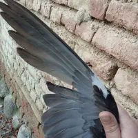 کبوتر|پرنده|انزل, |دیوار