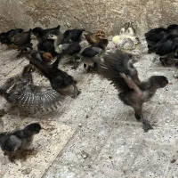 جوجه مرندی اصل زینتی