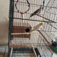 عروس هلندی|پرنده|رامیان, |دیوار