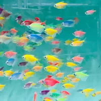 ماهی کالر آنجل فایتر گوپی فلاور زبرا گلدفیش سناباد