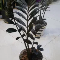 زاموفیلیا بلک سایز درشت با گلدان سفید لبه طلایی|گل و گیاه طبیعی|قم, نیروگاه|دیوار