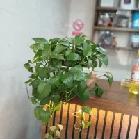 منشی دفتر وکالت