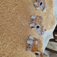 مجسمه فیل سه تایی|مجسمه، تندیس، ماکت|شاهین‌شهر, عطار|دیوار