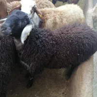 بره قوچ هترو قره چال