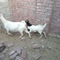 بز کهره شیری