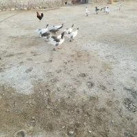 غاز|حیوانات مزرعه|دهلران, |دیوار