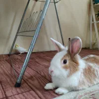 خرگوش نیمه لپ نر|موش و خرگوش|بندر انزلی, متروپل|دیوار