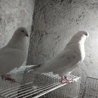 ۳عدد کبوتر عتیقه۲تا جم یدونه قرمزی گوچه|پرنده|آذرشهر, |دیوار