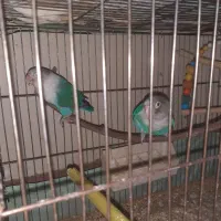 طوطی برزیلی