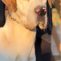 گریت دین سگ نگهبان چشم آبی|سگ|تهران, اختیاریه|دیوار