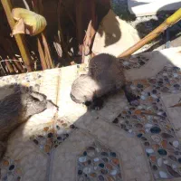 دو عدد سگ پاکوتاه با قیمت یک میلیون هر دو