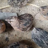 بلدرچین گوشتی و تخمگذار|حیوانات مزرعه|سمیرم, |دیوار