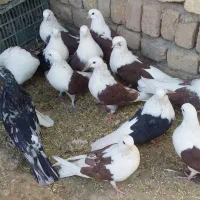 کبوتر دوبالی