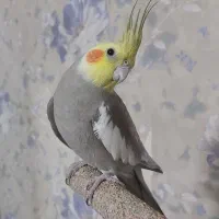 عروس هلندی نر سخنگو و ماده ۵ ماهه