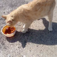 گربه