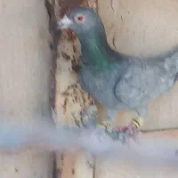 هفترنگ وکبود خطی وطوقی|پرنده|تاکستان, |دیوار