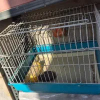 قفس گربه خرگوش خوکچه هندی یا همستر