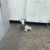 سلام طوقی سرخ|پرنده|مشهد, رده|دیوار