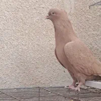 ماده دم سفید|پرنده|شیراز, شریف‌آباد|دیوار