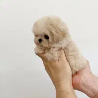 واگذاری سگ پودل|سگ|تهران, امیریه|دیوار