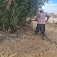 پاجوش نخل استعمران