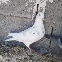 کبوتر پرشی|پرنده|کوهمره, |دیوار