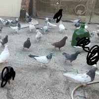 کبوتر