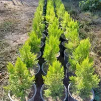 فروش عمده نهال کاج لاوسون