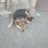 سگ ژرمن واسه نگهبانی|سگ|نوده انقلاب, |دیوار