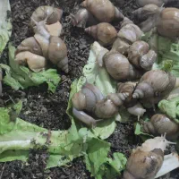 خاویار حلزون ،حلزون تراپی|خزنده|اراک, |دیوار