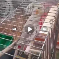 پیدا کردن عروس هلندی