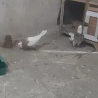 جفت طوقی درشت وساده واکسی سو کاکل