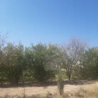 باغ کشاورزی|اجارهٔ دفتر صنعتی، کشاورزی، تجاری|کرمان, |دیوار