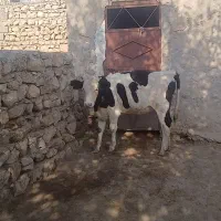 گاو تلیسه|حیوانات مزرعه|هندمینی, |دیوار