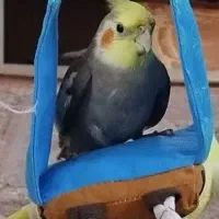 عروس هلندی نر طوسی گمشده