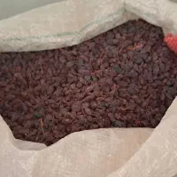 کشمش پلویی امسال|خوردنی و آشامیدنی|قدس, شهرقدس|دیوار