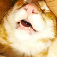 واگذاری گربه دی اس اج خانگی