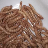 میلورم زنده  وخشک