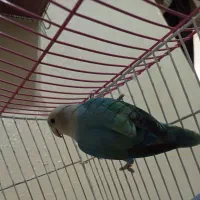 طوطی کوتوله