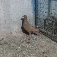 کفتر|پرنده|بیرجند, |دیوار